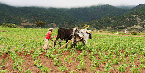 El recorte presupuestal golpea al sector agropecuario